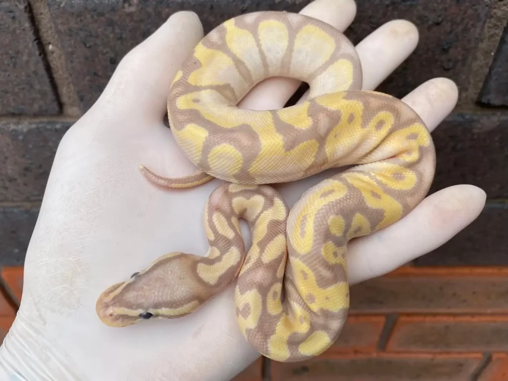 Banana Pastel Ball Python Pet Care