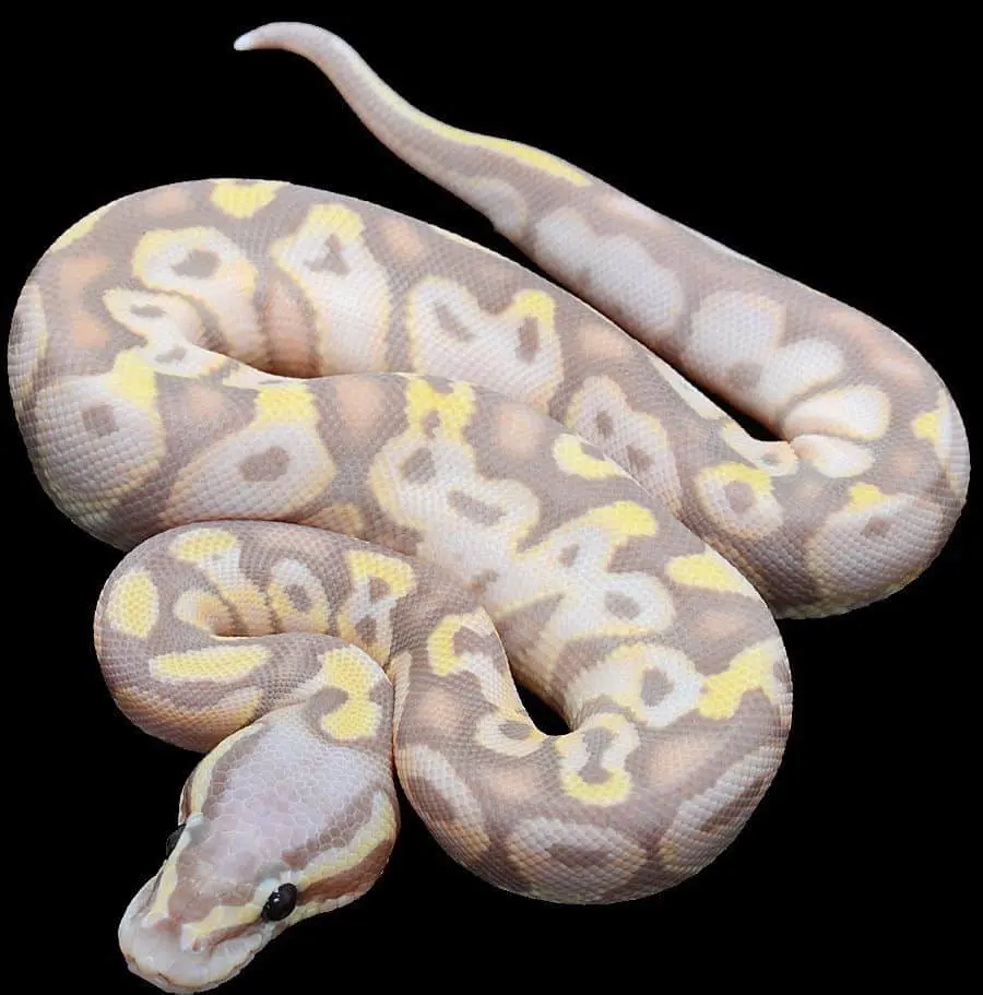 Banana Pastel Ball Python