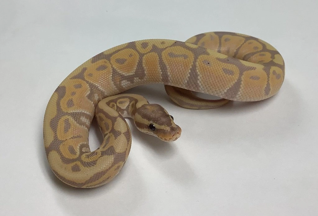 Banana Pastel Ball Python