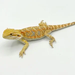 Blue Bearded Dragon: Where to Buy and Price Comparison