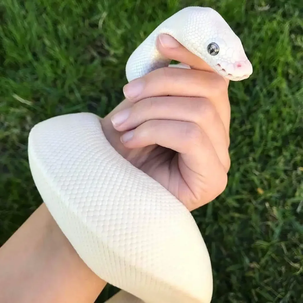 Blue Eyed Leucistic Ball Python Pet Care