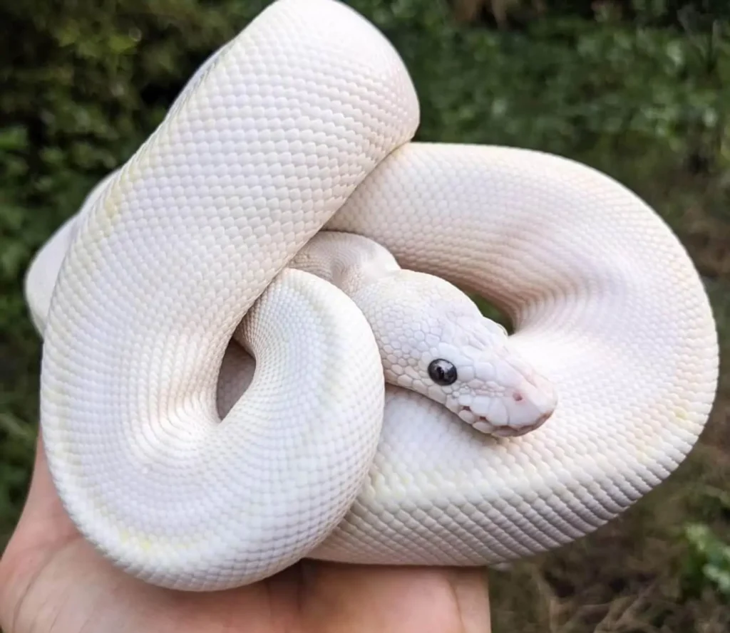 Blue Eyed Leucistic Ball Python Price