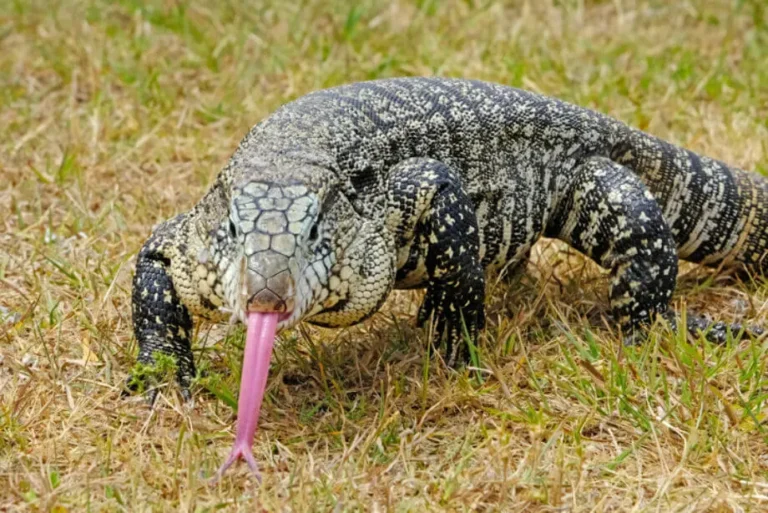 Blue Tegu Lizard: Where to Buy and Price Comparison