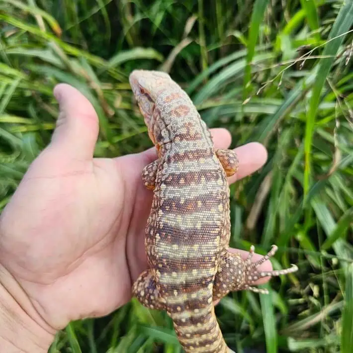 Blue Tegu Lizard Price