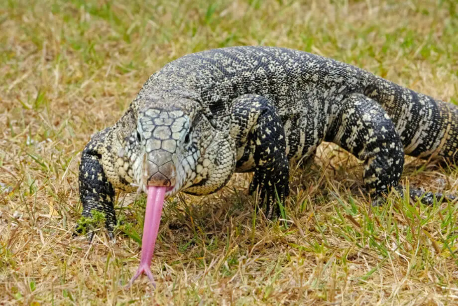 Blue Tegu Lizard