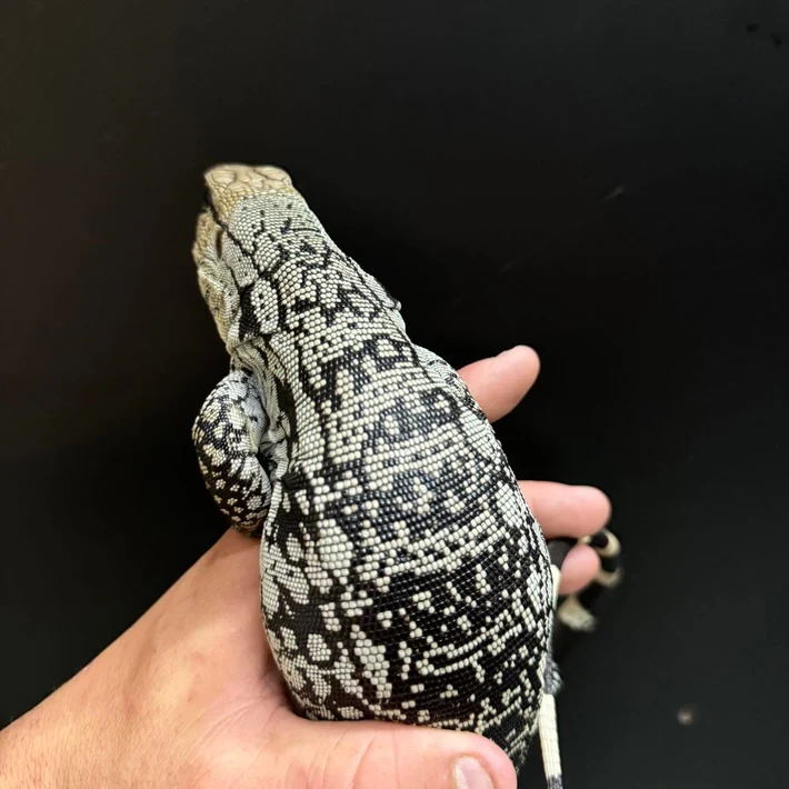 Blue Tegu Lizard Where to Buy