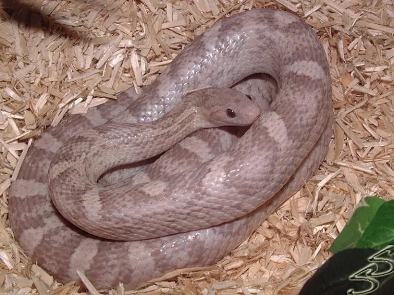 Lavender Corn Snake: Where to Buy & Price Comparison