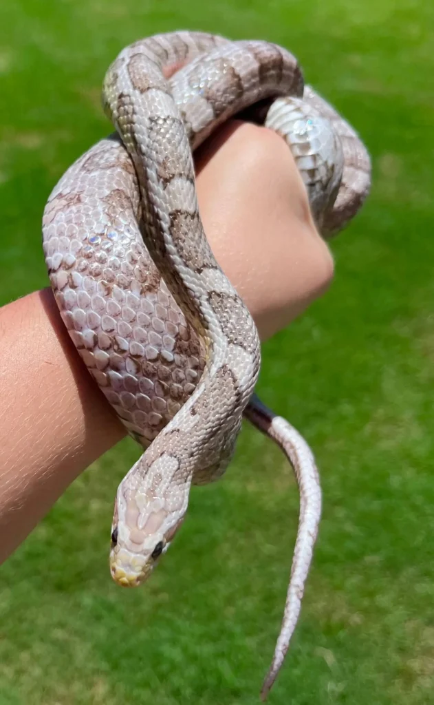 Price Comparison of Lavender Corn Snake