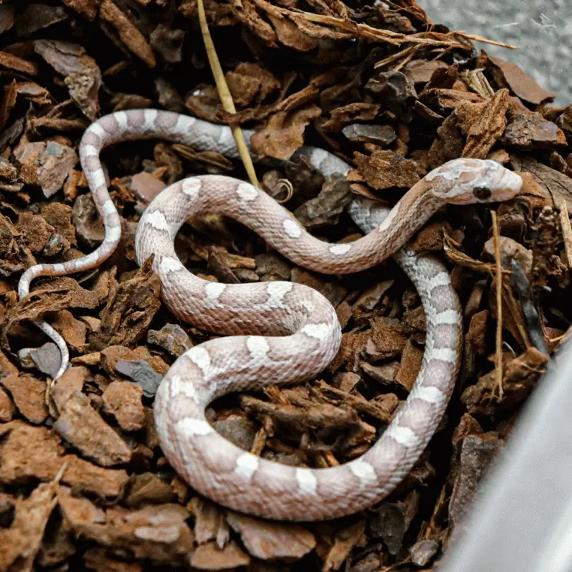 Price Comparison Lavender Corn Snake