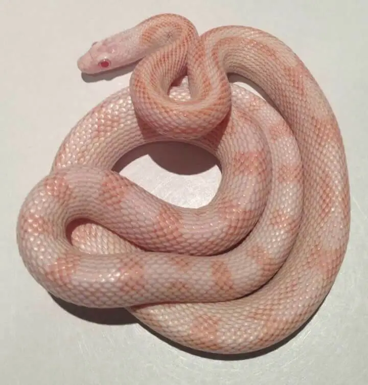 Lavender Corn Snake Where to Buy