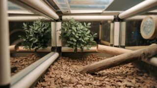 Top 5 Mistakes in Reptile Enclosure Setup