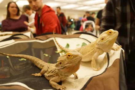 Jamil Temple Reptile Expo-Reptile Show Columbia