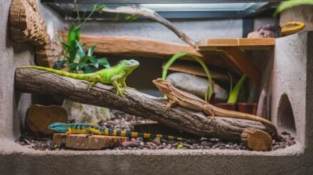 reptile-housing-concrete-habitat