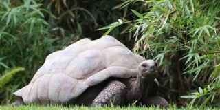 Aldabra Tortoise: Where to Buy, Vendors and Price Comparison