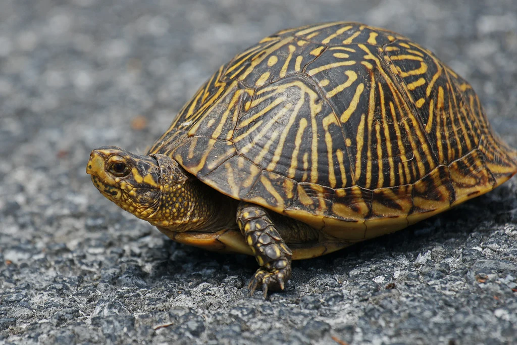 Price Comparison of Florida Box Turtle