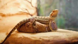 Central Florida Fair Reptile Expo | Reptile Show 2024