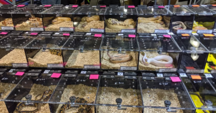 Birmingham Reptile Expo | Reptile Show