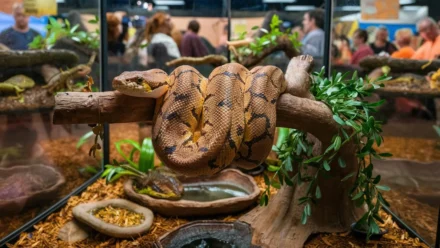 Reptile Expo in Timonium | Reptile Show 2025