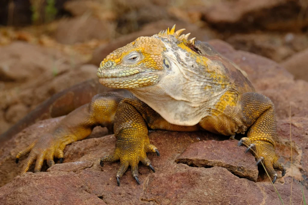 Common Reptile Skin Diseases