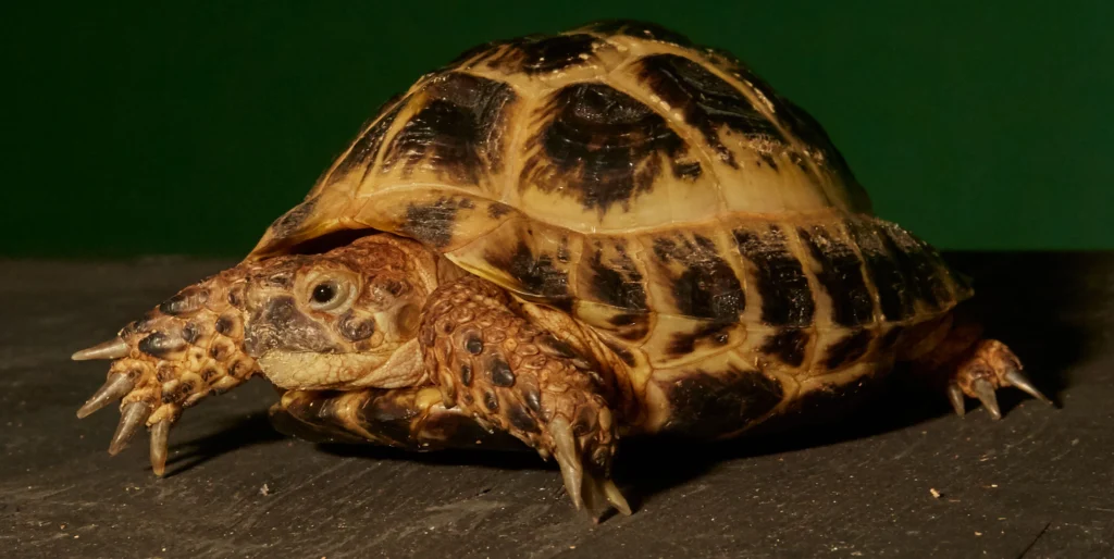 Price Comparison of Russian Tortoise