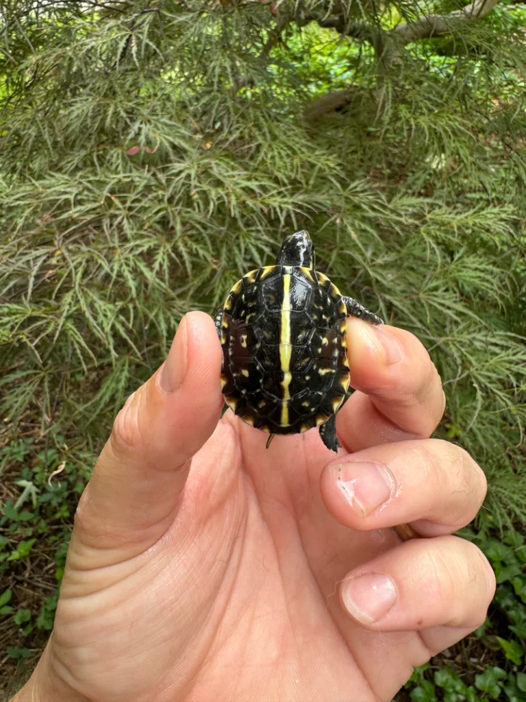 Price Comparison of Florida Box Turtle