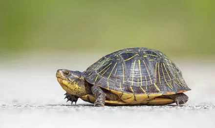 Florida Box Turtle: Where to Buy, Vendors and Price Comparison