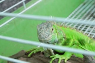 Reptile Expo in Greenville | Reptile Show 2025