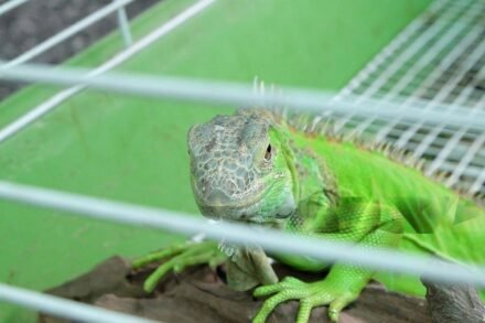 Reptile Expo in Greenville | Reptile Show 2025