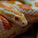 Albino Corn Snake: Where to Buy, Vendors and Price Comparison