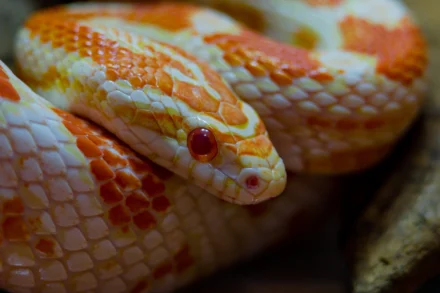 Albino Corn Snake: Where to Buy, Vendors and Price Comparison