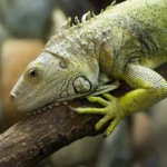 How to Identify and Treat Common Reptile Skin Diseases