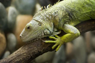 How to Identify and Treat Common Reptile Skin Diseases