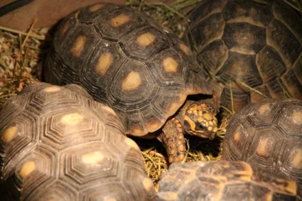 Red Footed Tortoise: Where to Buy, Vendors and Price Comparison