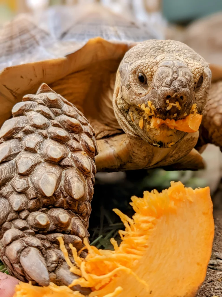 Reptile Seasonal Feeding 