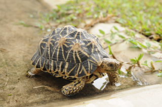 Indian Star Tortoise: Where to Buy, Vendors and Price Comparison