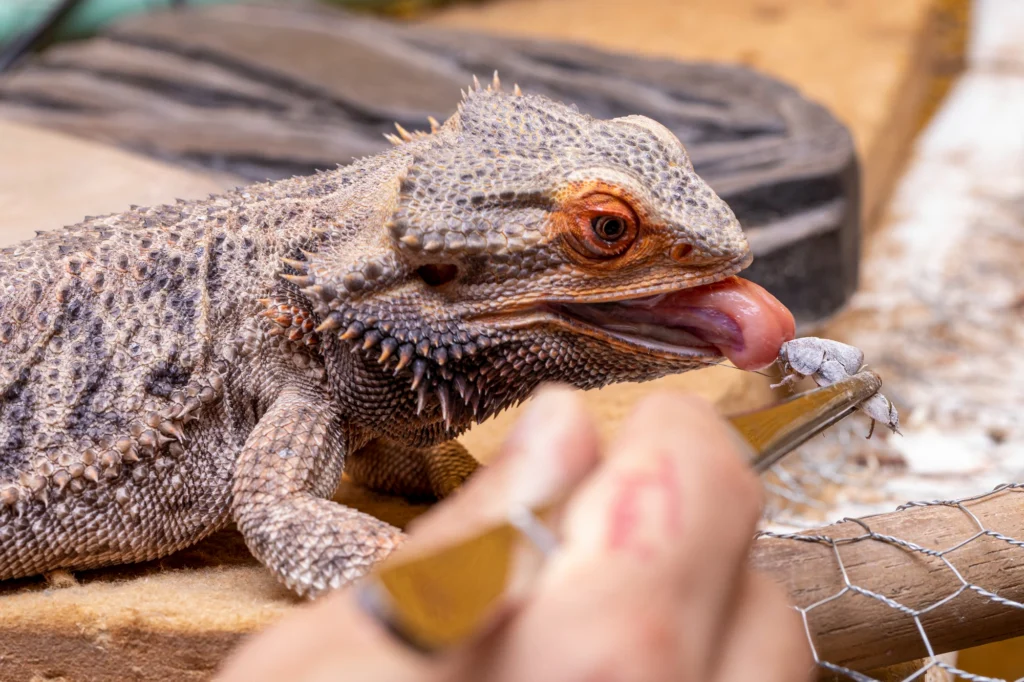 live feeders vs pre-packaged food for reptile